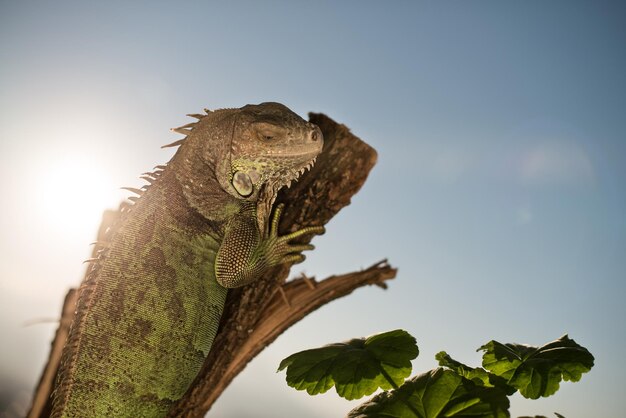 iguana che striscia su un pezzo di legno e posa