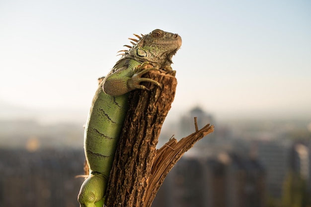 iguana che striscia su un pezzo di legno e posa