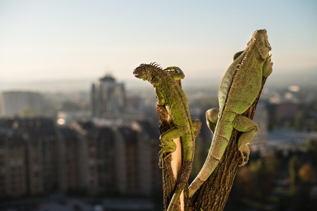 iguana che striscia su un pezzo di legno e posa