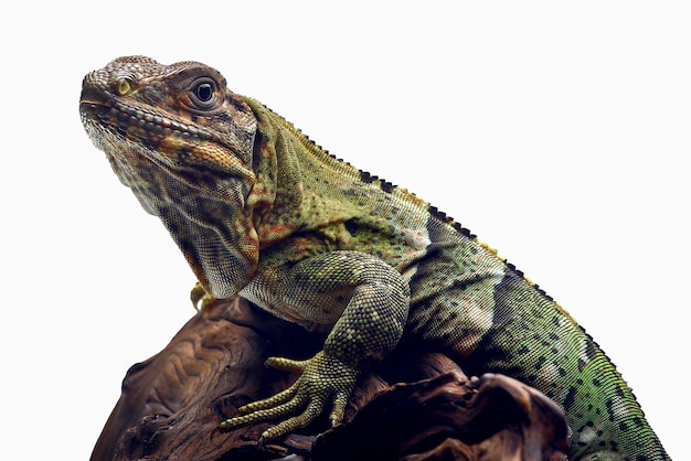 Iguana dalla coda spinosa nera su sfondo bianco