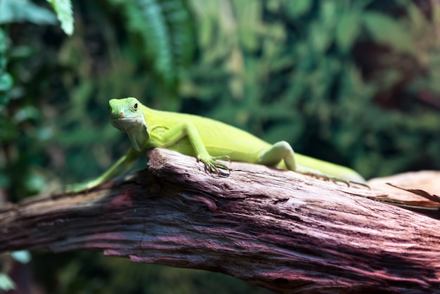 Iguana della lucertola verde su un albero in un primo piano della foresta