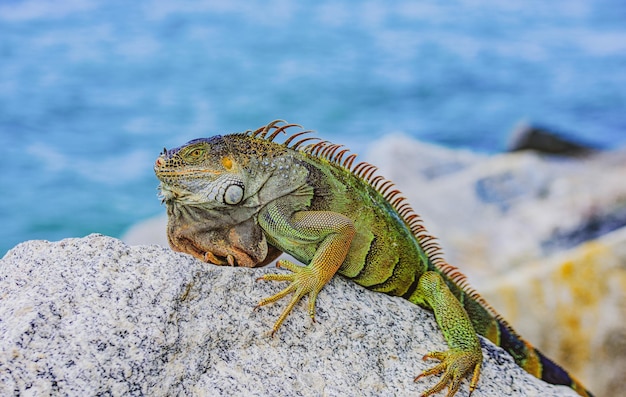 Iguana delle lucertole verdi Fauna e natura Iguana marina