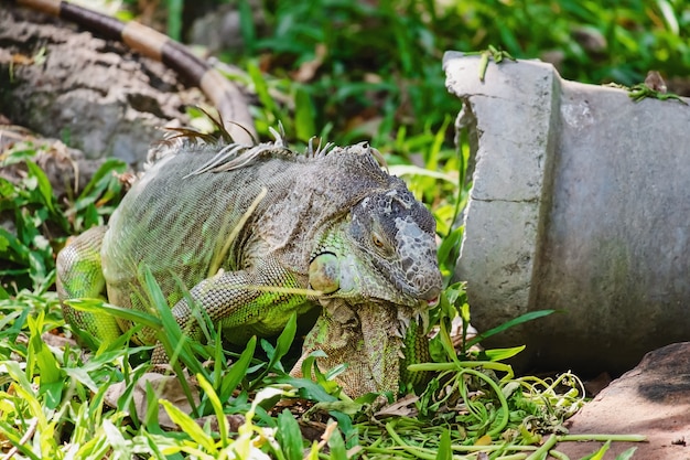 Iguana di rinoceronte (cornuta di Cyclura) nella natura