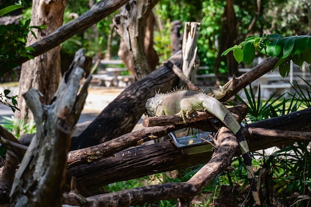 Iguana di rinoceronte (cornuta di Cyclura) nella natura