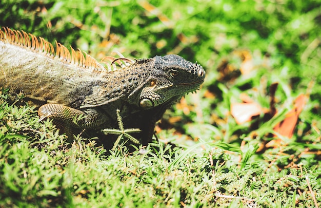 Iguana drago lucertole iguana