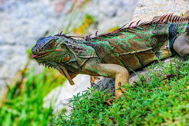 Iguana drago lucertole iguana