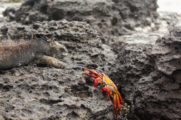 Iguana e granchio