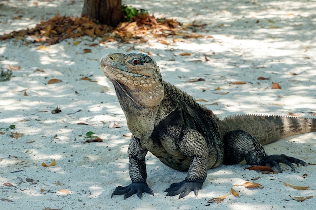 Iguana, grande lucertola sulla sabbia, isola di Cayo Blanco a Cuba