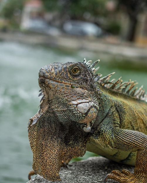 iguana guayaquileña verde e caffè en el parque en el dia