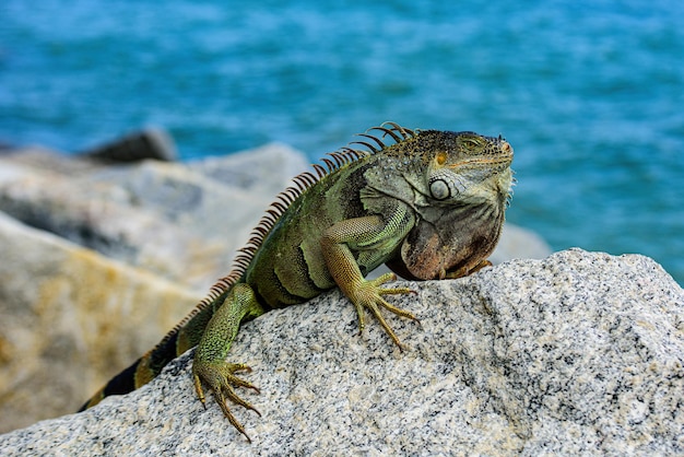 Iguana iguana verde lucertola fauna e natura iguana marina