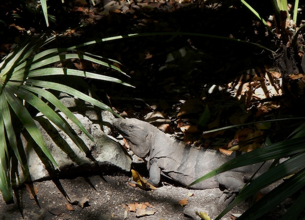 Iguana in Messico