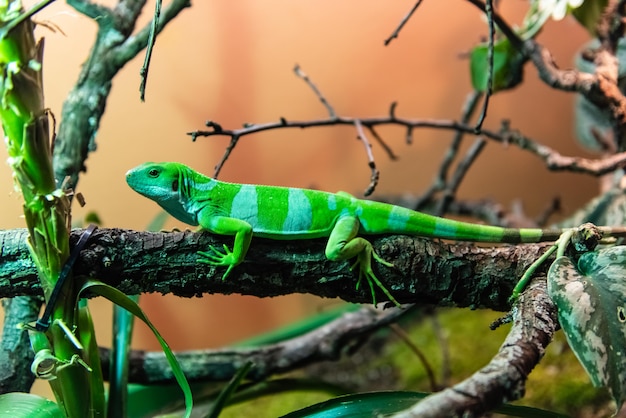 Iguana legata delle Figi