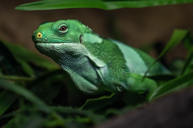 Iguana legata delle Figi