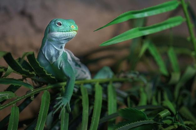 Iguana legata delle Figi