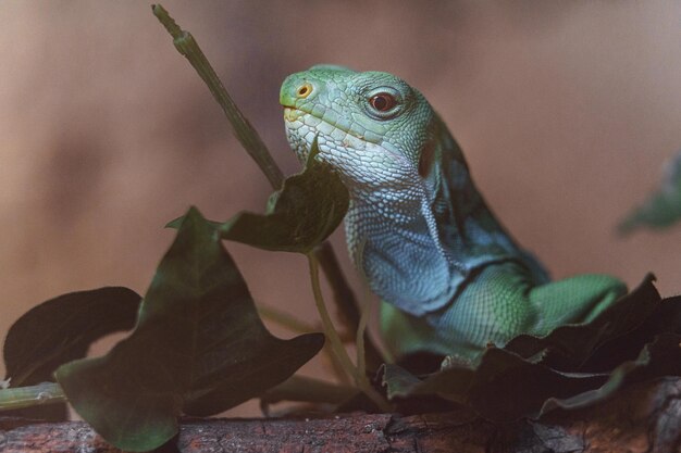 Iguana legata delle Figi