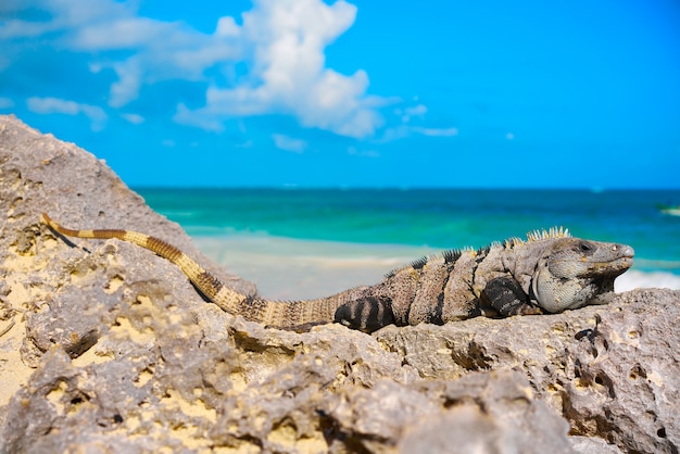 Iguana messicana in Tulum in Riviera Maya