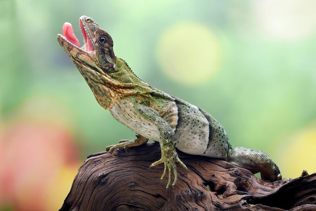 Iguana munita di spine su un albero