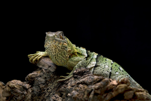 Iguana munita di spine su un albero