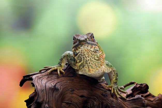 Iguana munita di spine su un albero