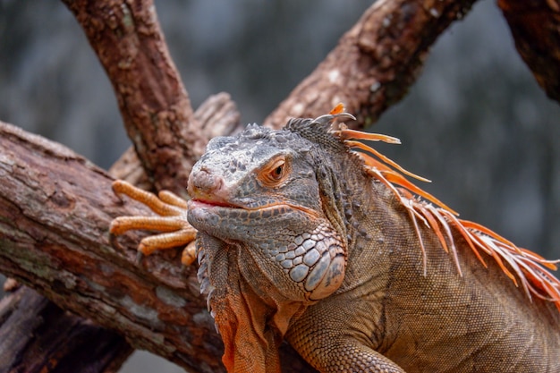 Iguana posa su sfondo albero