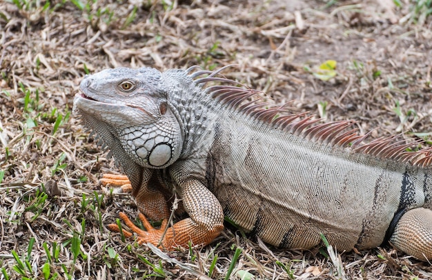 Iguana rettile a terra