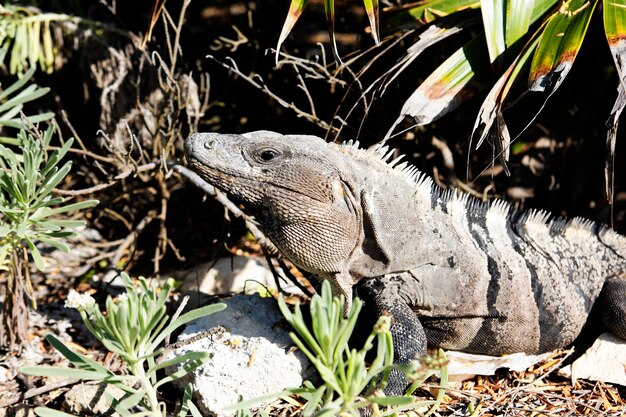 Iguana selvaggia in natura sotto il sole in Messico