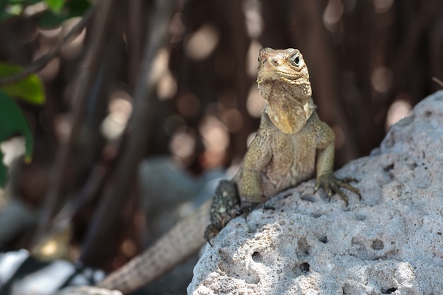 Iguana selvatica, Cuba