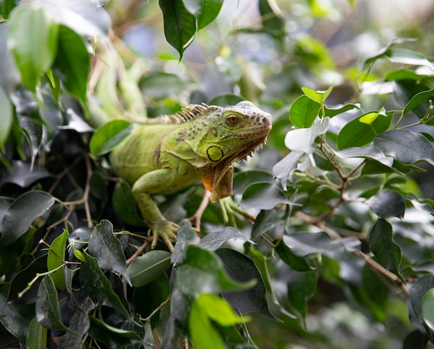 Iguana si nasconde su un albero tra le foglie verdi Rettile Ritratto di una lucertola Macro