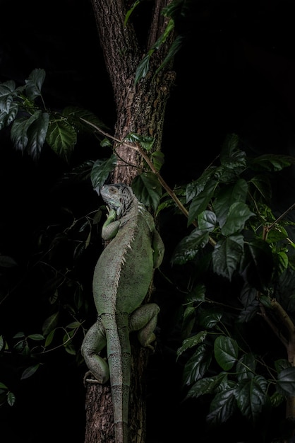iguana su un albero che striscia e posa