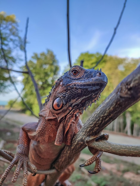 Iguana su un ramo di un albero