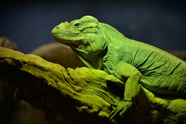 Iguana verde (Iguana iguana)