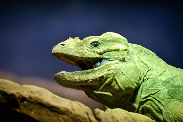 Iguana verde Iguana iguana