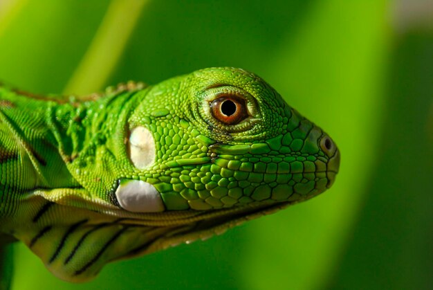 Iguana verde in primo piano con sfondo verde biodiversità sudamericana e brasiliana
