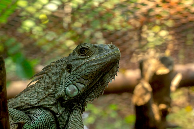 Iguana verde in zoo