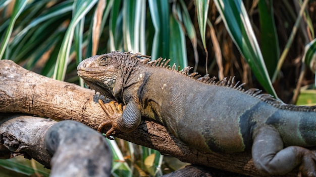 Iguana Verde Rettile Animale