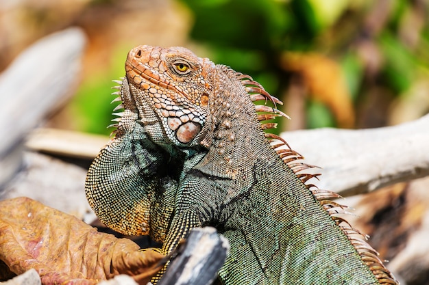 Iguana verde selvatica in Costa Rica