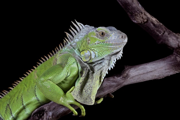 Iguana verde su sfondo nero