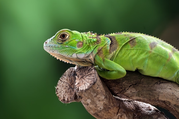 Iguana verde su un ramo di un albero