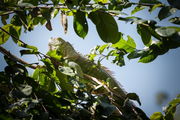 iguana verde sull&#39;albero