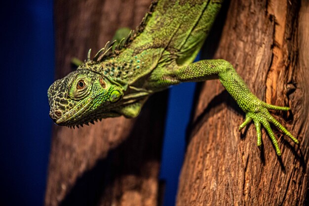 Iguana verde vicino