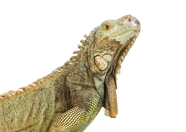 Iguana verde