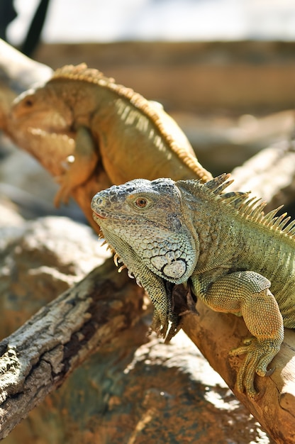 Iguana verde