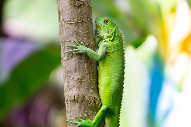 Iguana verde