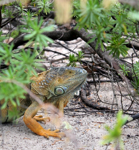 Iguana verde