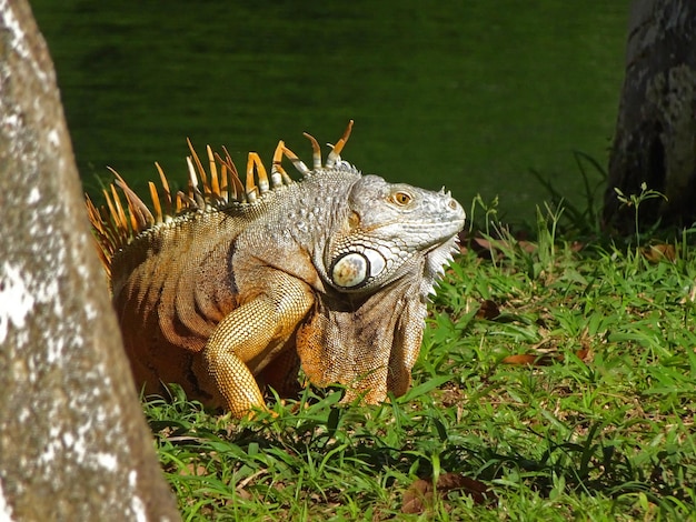 Iguana