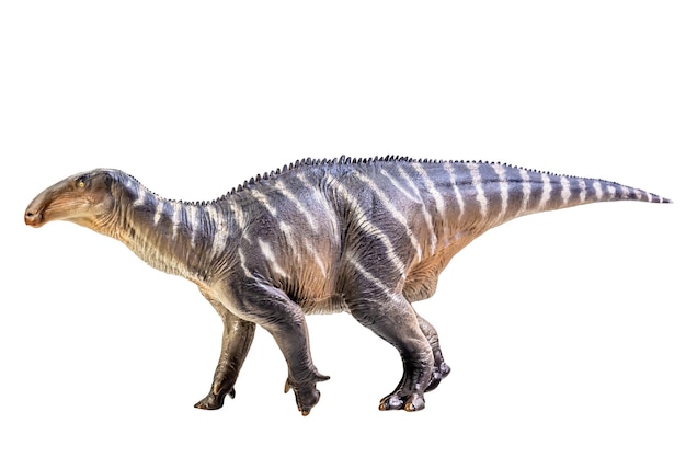 Iguanodonte Dinosaur su sfondo bianco isolare Tracciato di ritaglio