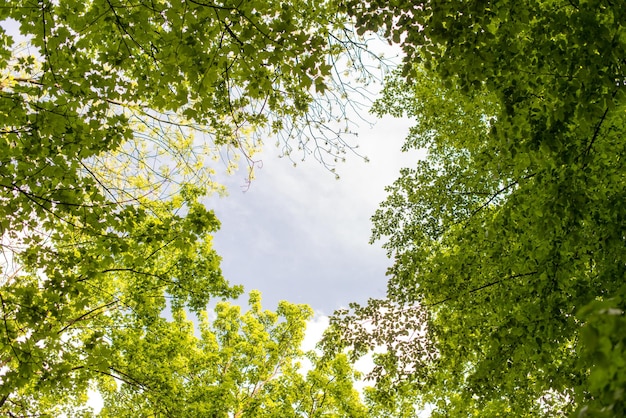 Il baldacchino di alberi ad alto fusto incornicia un cielo azzurro e limpido, con il sole che splende attraverso. Alberi verdi e cielo azzurro e nuvoloso