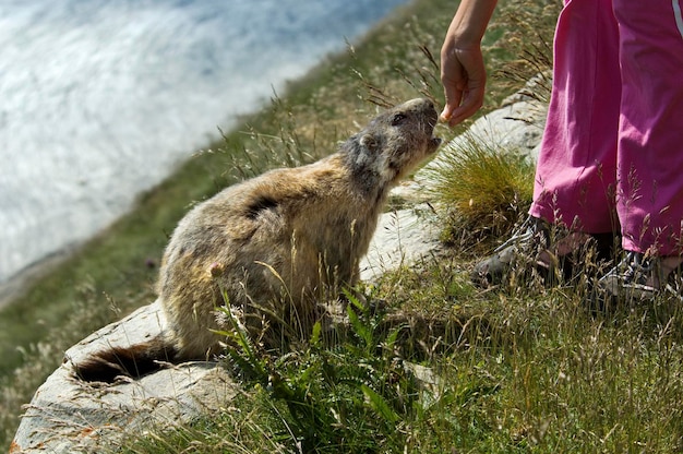 Il bambino alimenta la marmotta Marmota marmota parco nazionale Hohe Tauern Carinzia Austria