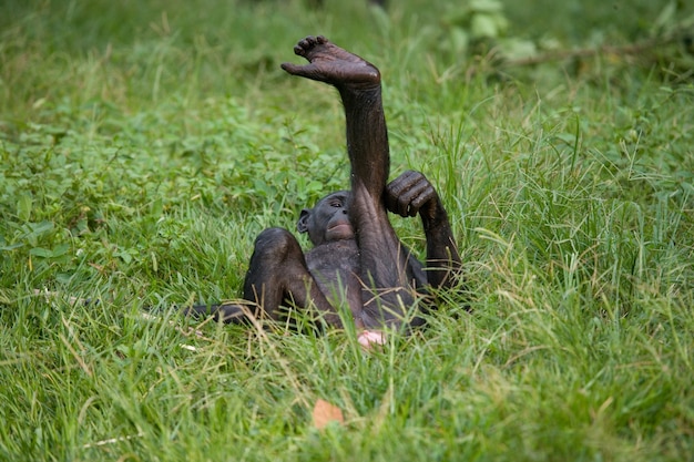 Il bambino di Bonobo è sdraiato sull'erba. Repubblica Democratica del Congo. Parco nazionale di Lola Ya Bonobo.