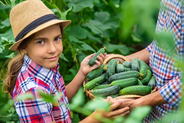 Il bambino e il padre tengono in mano dei cetrioli. Messa a fuoco selettiva.